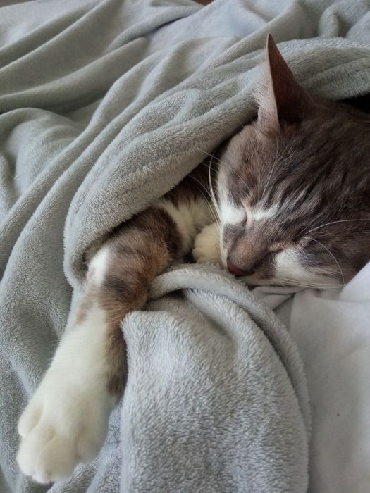 Перетримка, котоняня, домашня перетримка