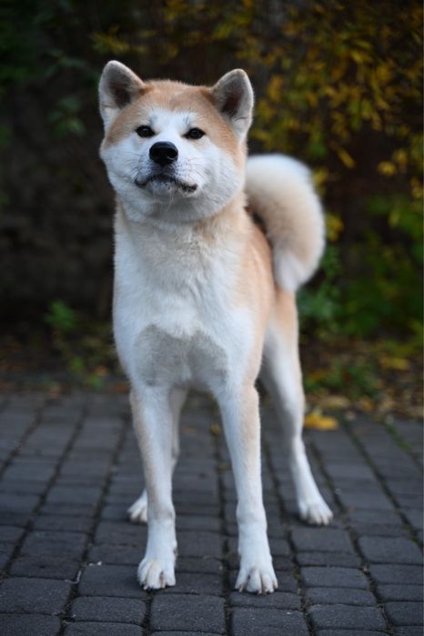 Akita inu akita japońska suczka po Championie Polski
