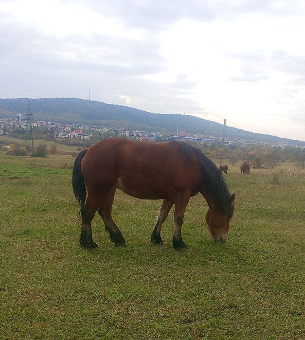 Źrebięta klacze na sprzedaż