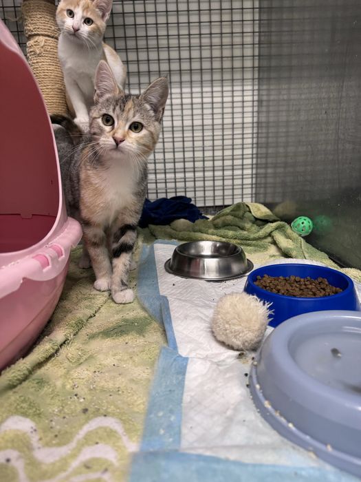 Gatinhos para adoção