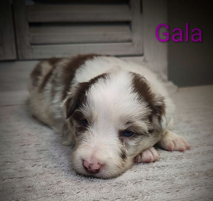 Border collie suczka red merle