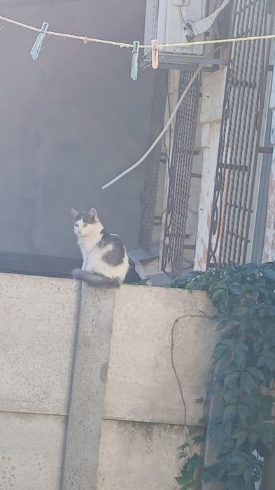 Віддам кошенят даром