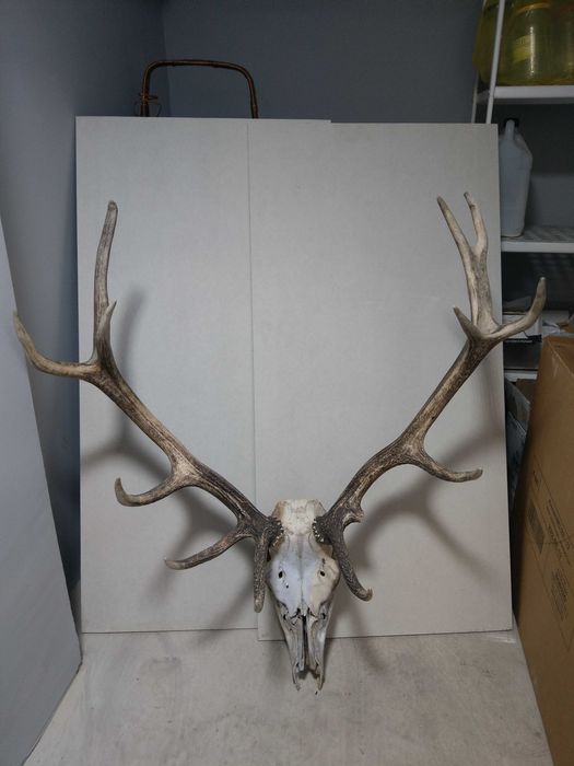 Poroże jelenia, komplet z czaszką