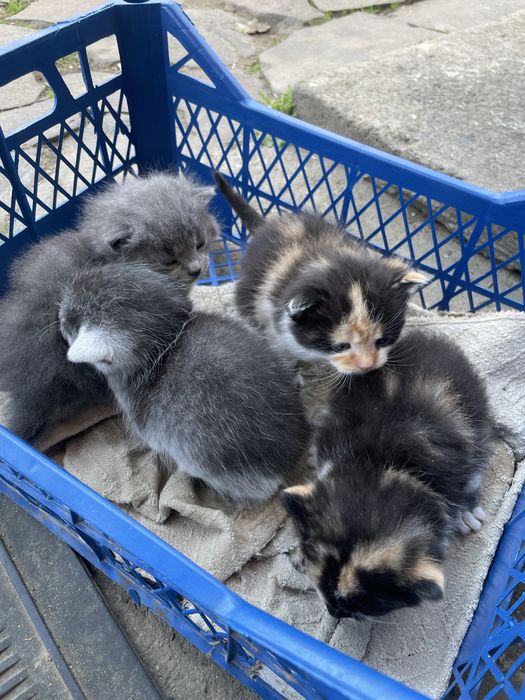 Відаю кошеняток у добрі руки