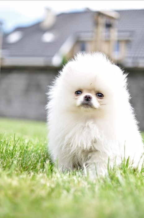 Pomeranian chłopak fci