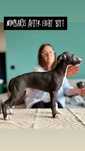 Chart angielski Whippet FCI