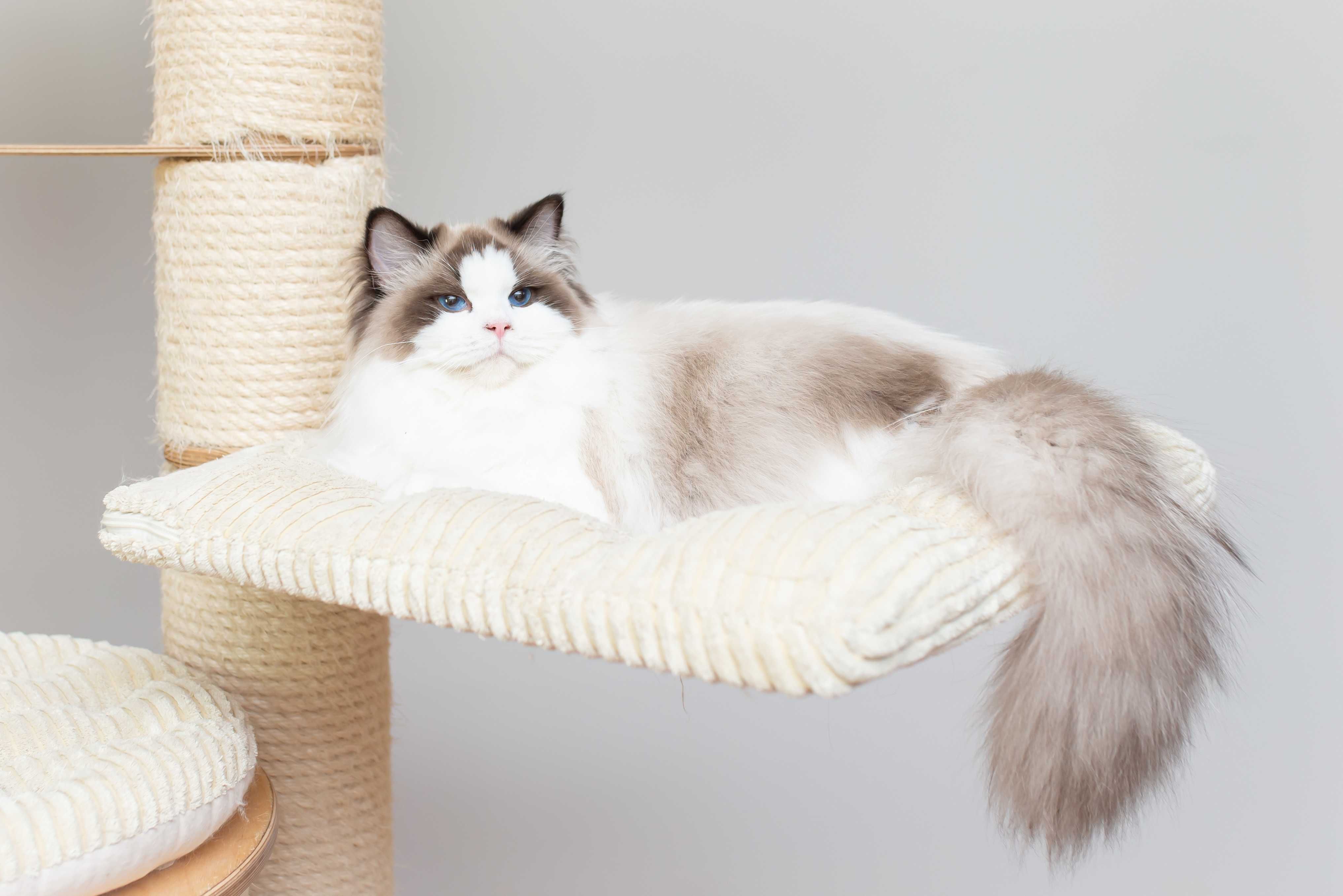 Ragdoll -dorosła kotka -adopcja