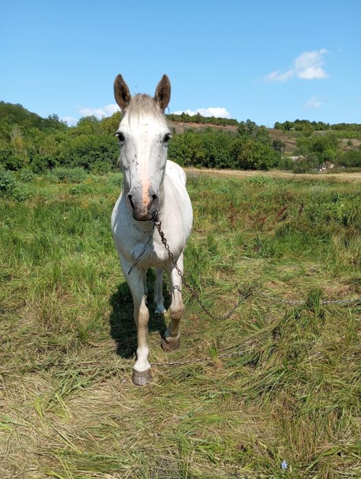 Продам спокійну кобилу
