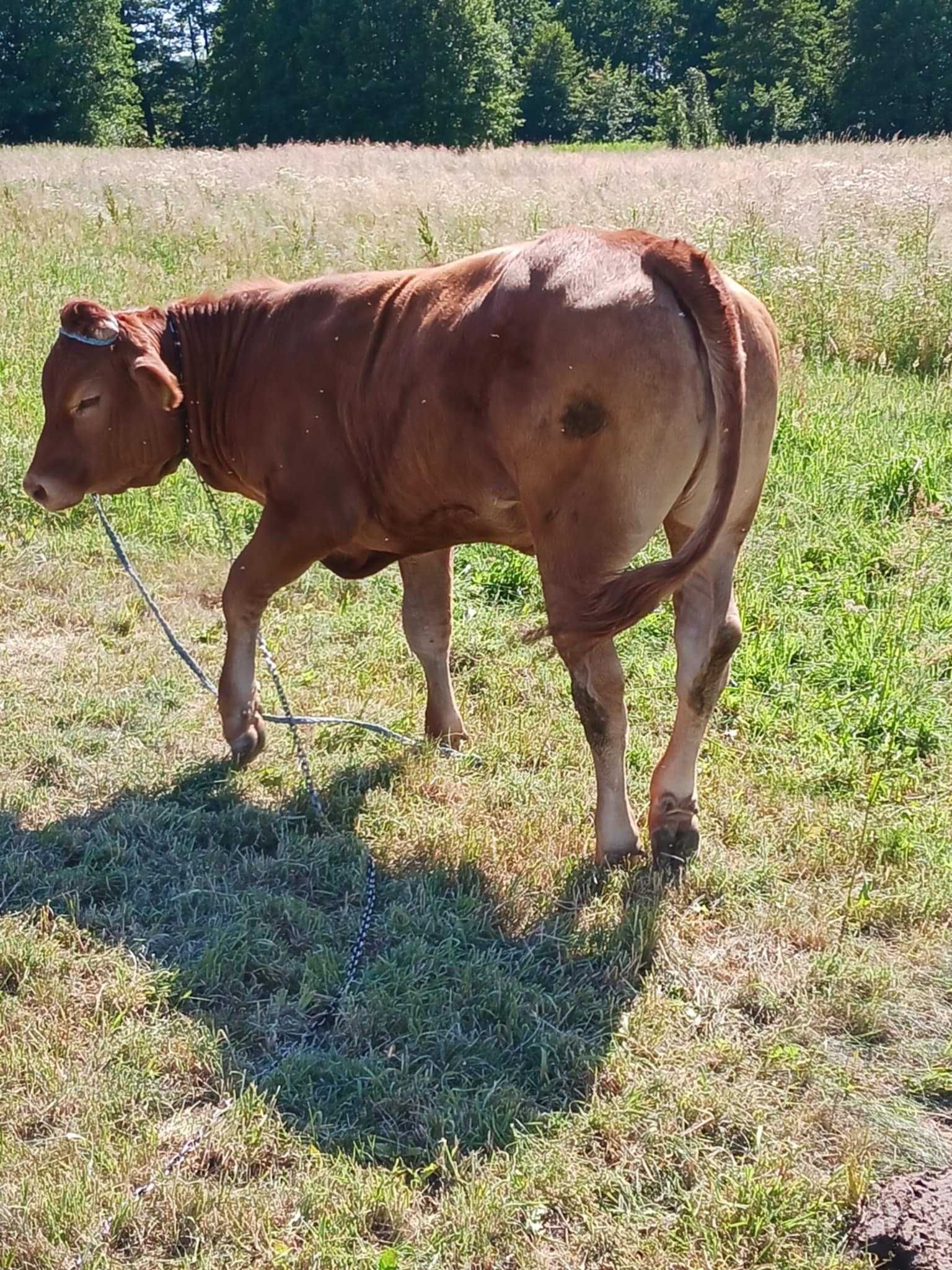 Sprzedam Jałówkę limousine