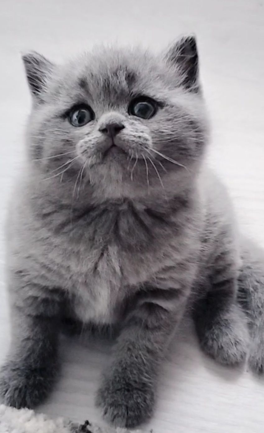 Fêmea British Shorthair blue