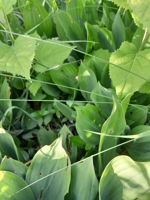 Konwalia Majowa Sadzonki /Kłącza 5 szt.