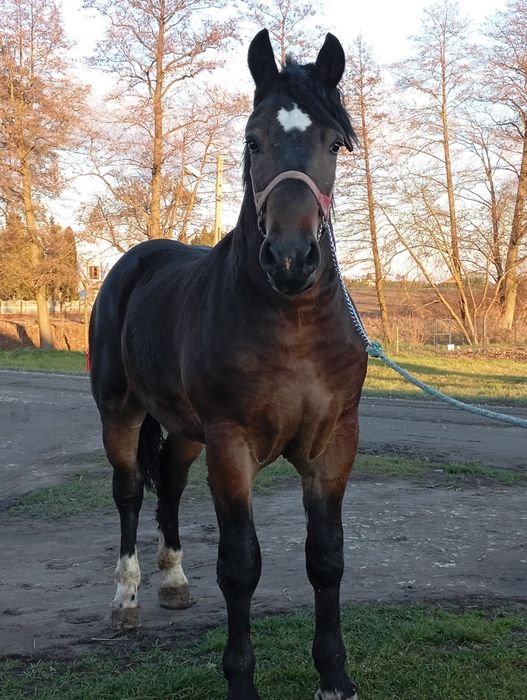 Sprzedam ogiera dwa lata