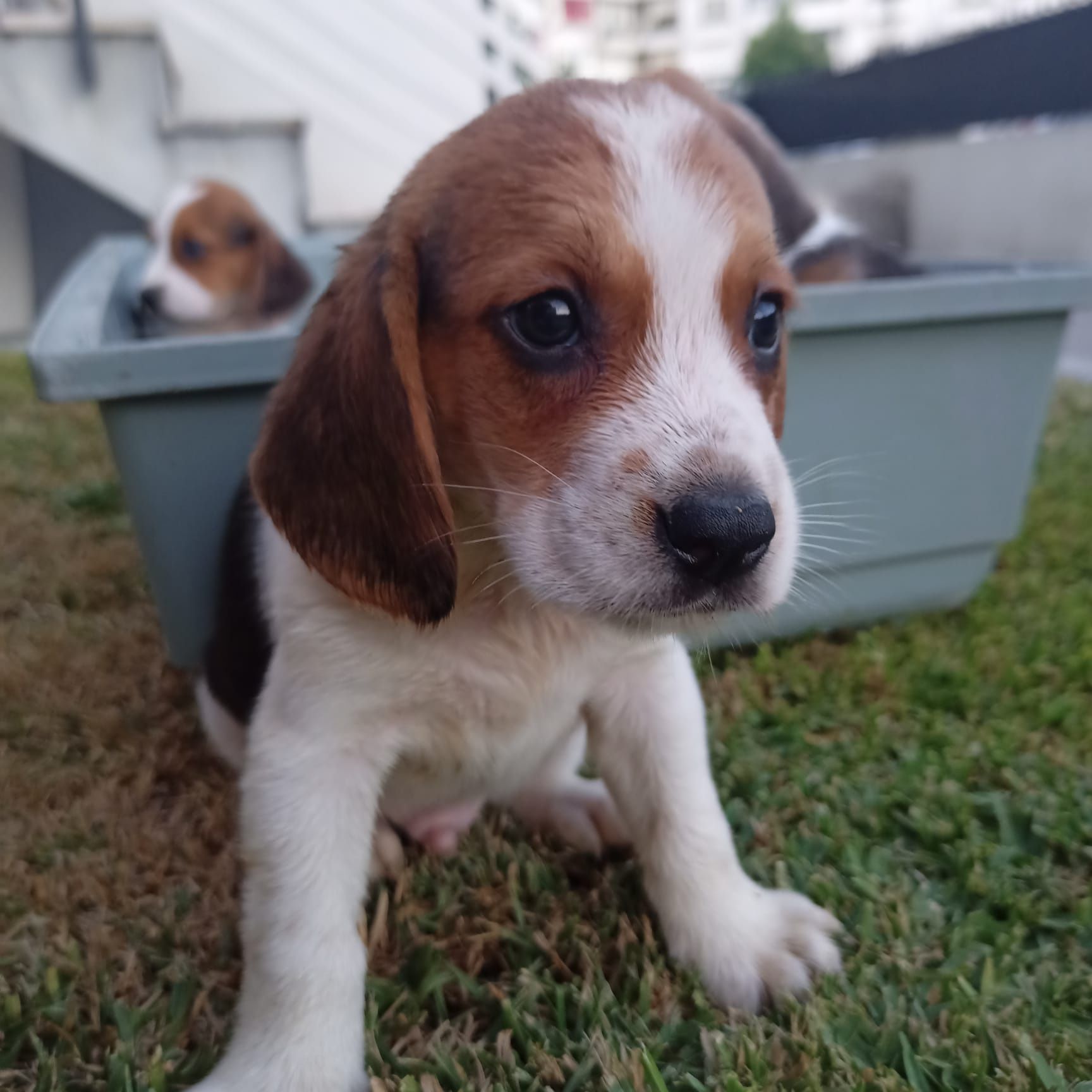 Beagle bebé super simpatico