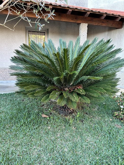 Palmeira Cyca Revoluta