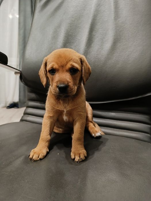 ЦУЦЕНЯТА  Порода Метисів Такса