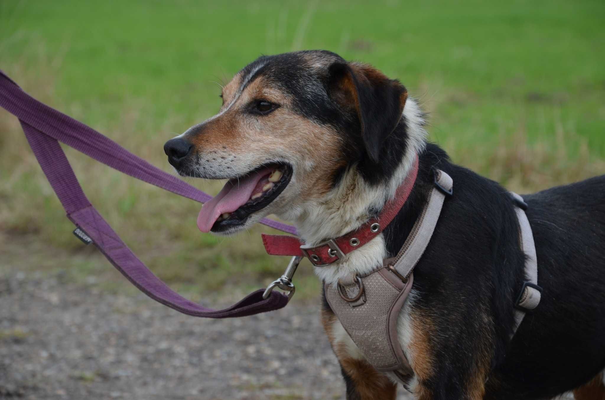 Grosik kochany psiak prosi o dom,tęskni w schronisku za ludźmi ADOPCJA