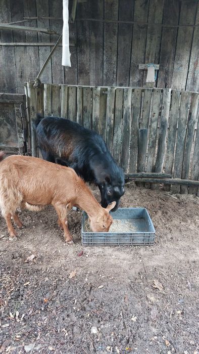 Xibo e cabras. Chão Pardo.