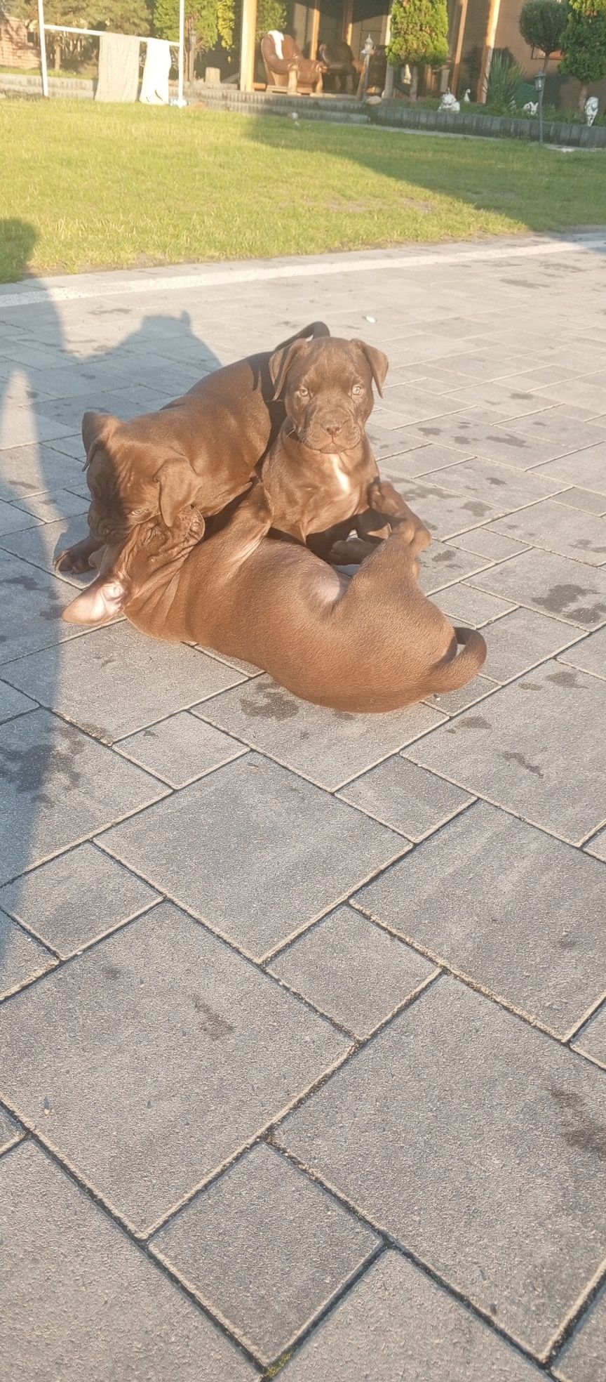 American Pitbull