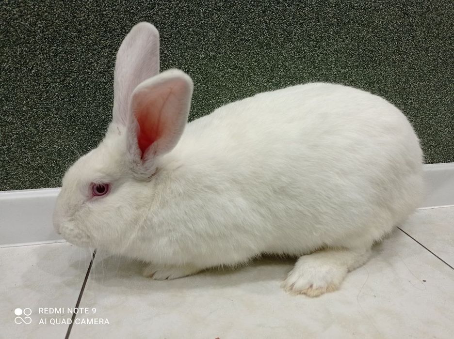 Кролі, кролики, Білий Панон