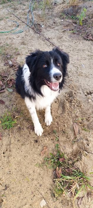 Oddam Border collie rezerwacja