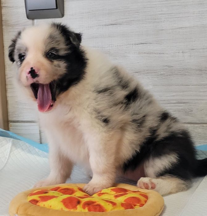 Border Collie suczka