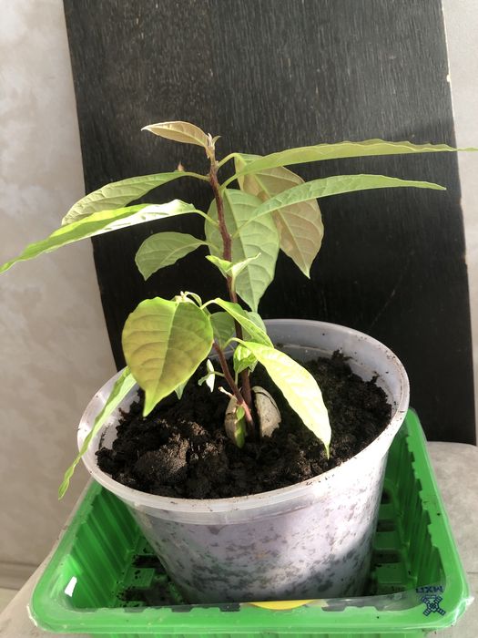 Продам двойное авокадо с розовыми листями