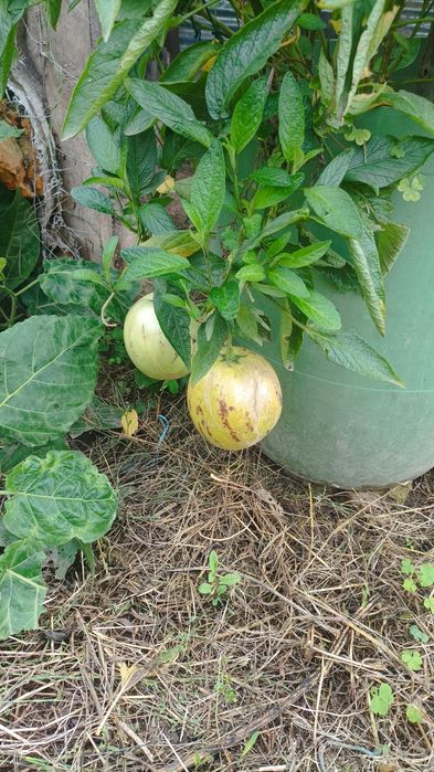 Tenho estes vasos  de pêra/ melão