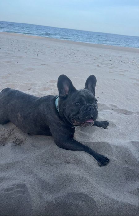 Французский бульдог вязка