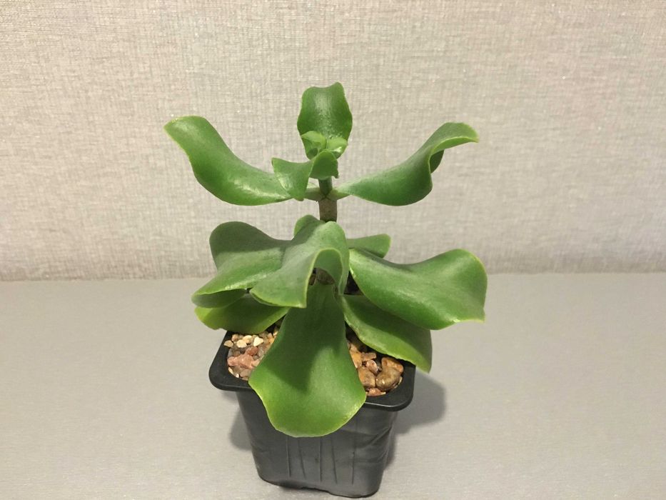 Красула Blue bird сукулент