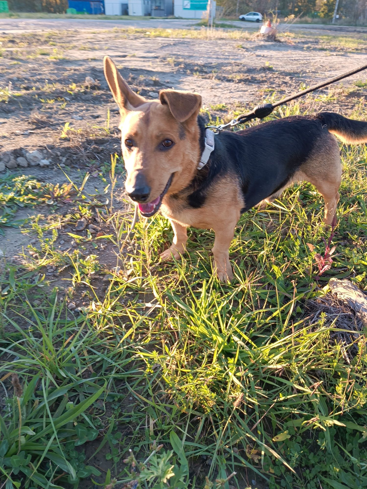 Misiu do adopcji