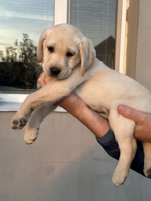 Лабрадор ретривер