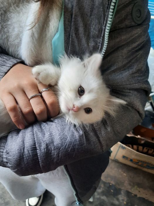 Британські кашенята