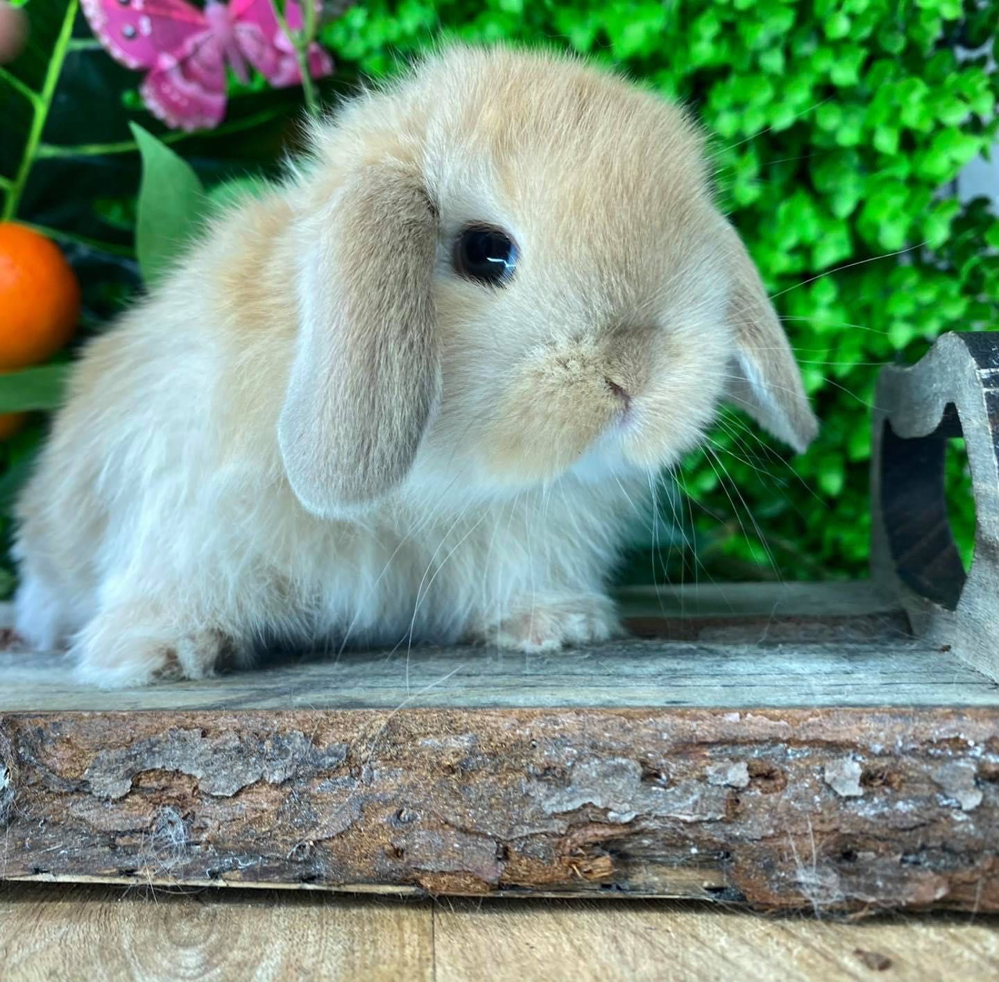 Mini lop teddy karzełek zarejestrowana hodowla