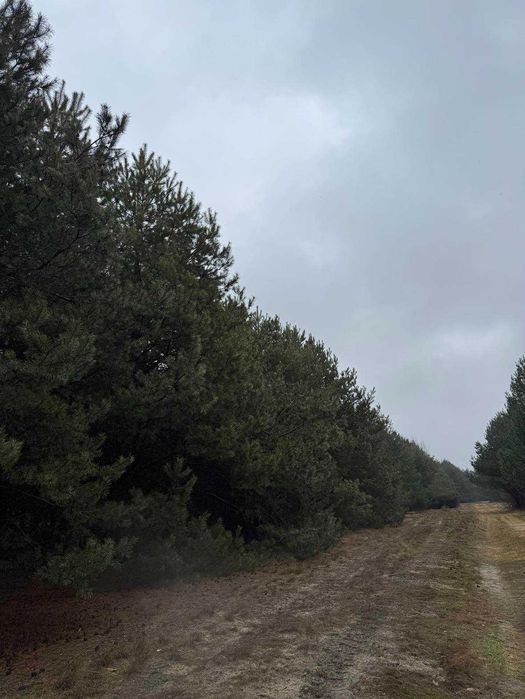 Sprzedam nieruchomości (działkę) obok Mielca!