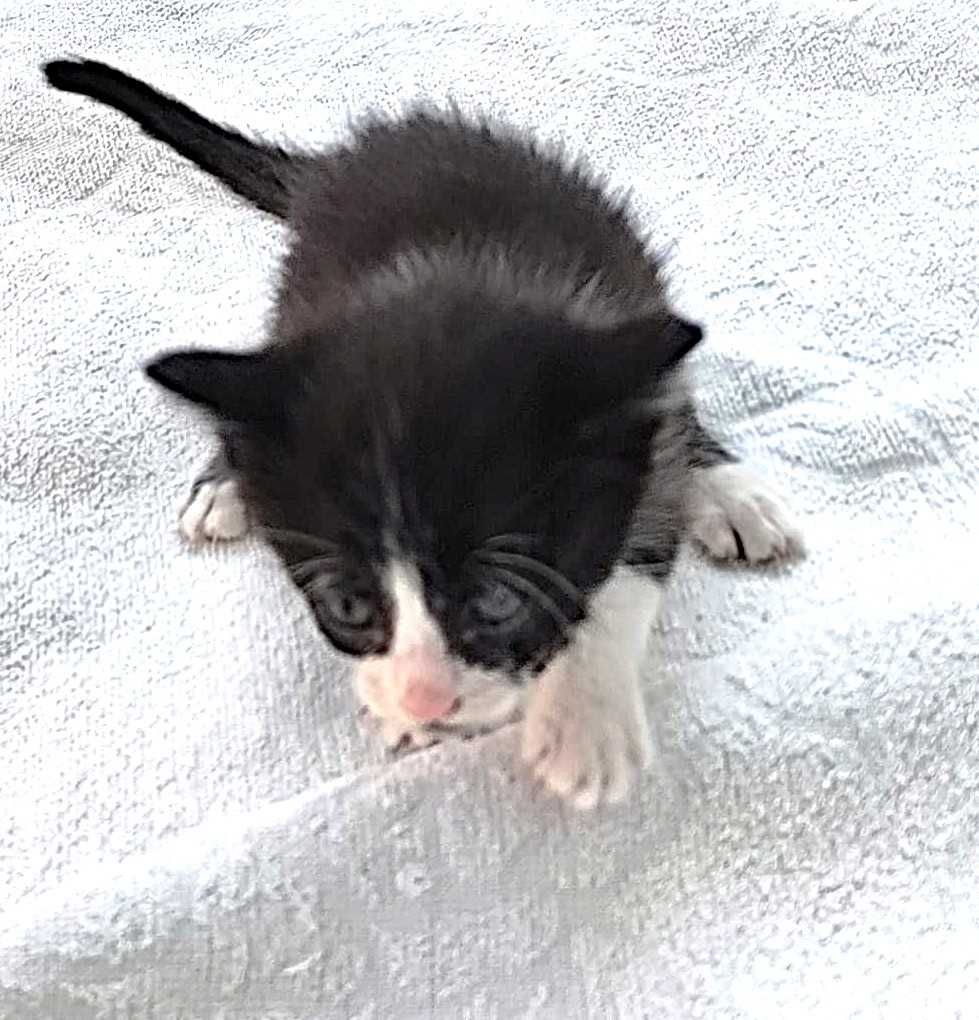 gatinhos/as pretinhos europeios e tuxedo em adopção responsável 1 mês.