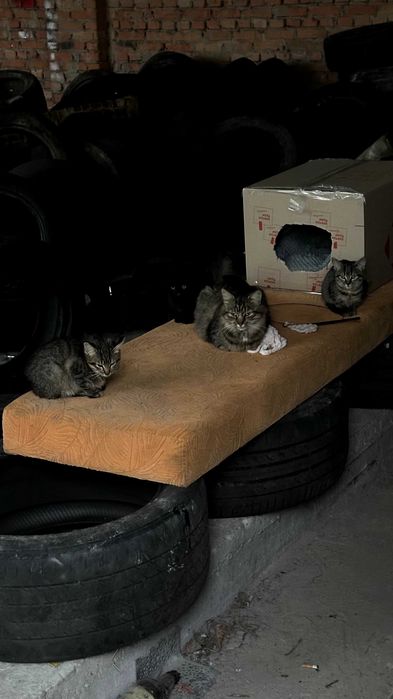 Кошенятка в добрі руки | кошенята | коти | кішки