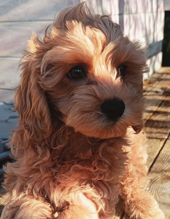 Maltipoo F1 samczyk z Dokumentami/Filmik