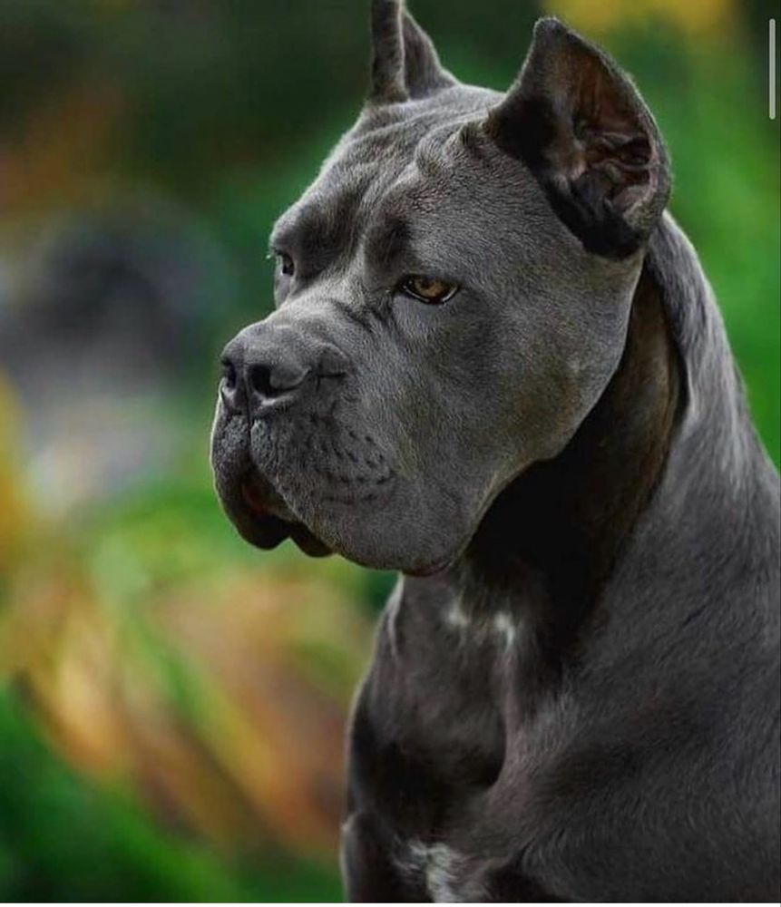 Елітні щеночки Cane corso-від офіційного розплідника)