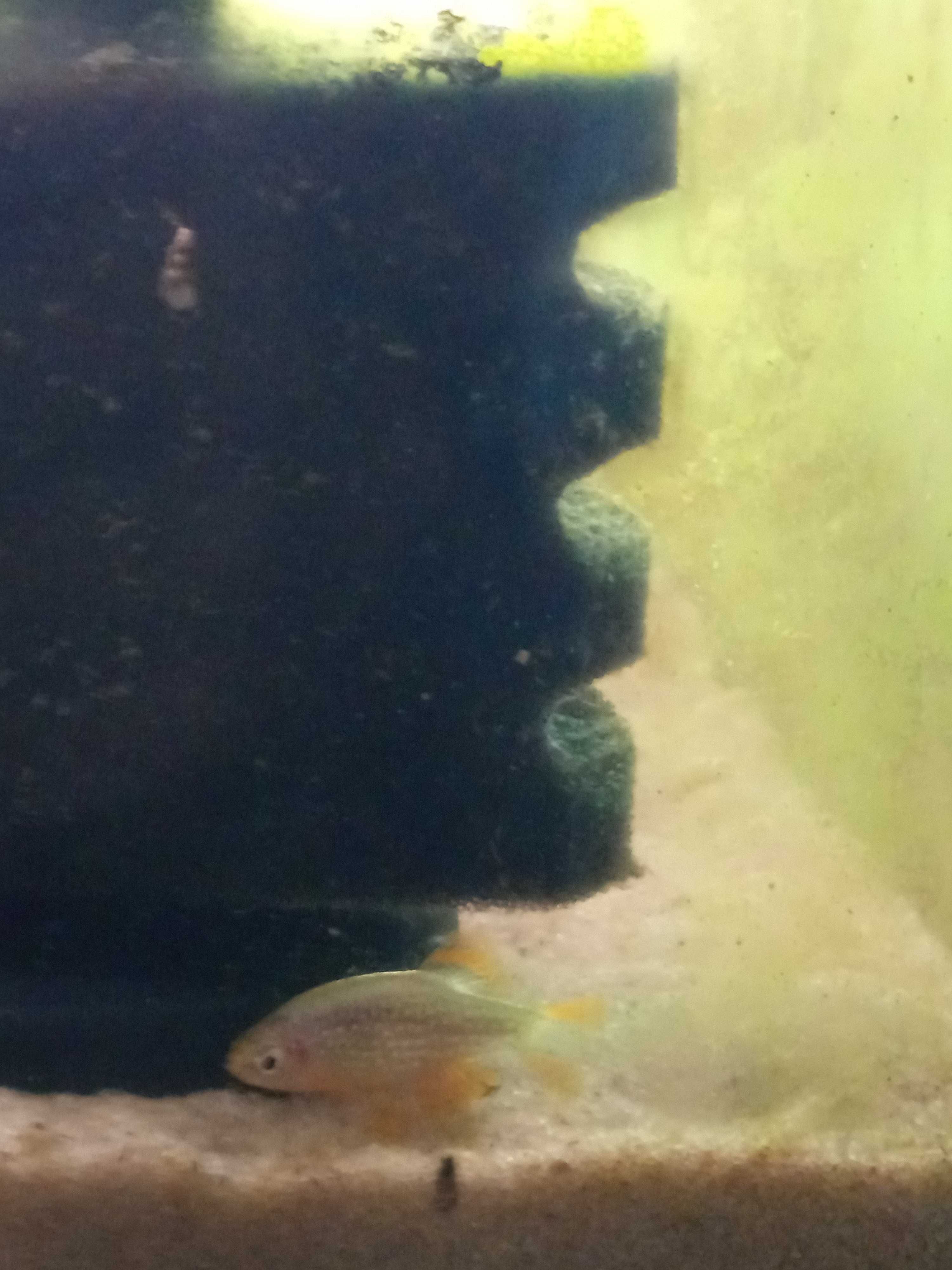 Oferta - Dá-se peixe Rasbora