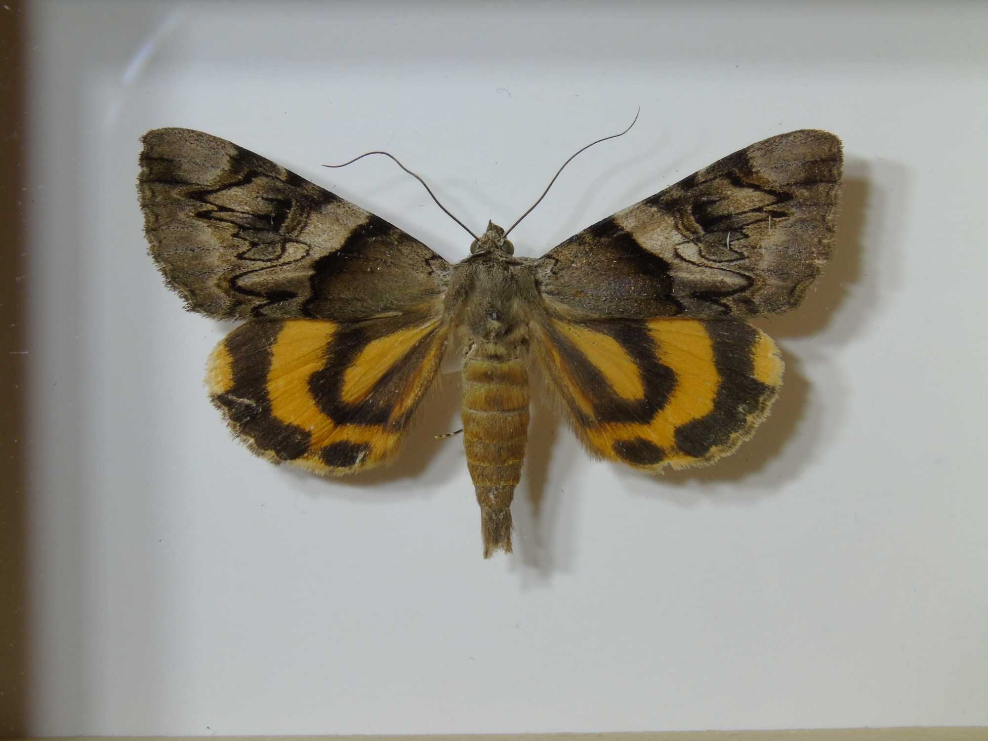 Motyl w ramce / gablotce 10x8cm . Catocala fulminea - Polska ćma .