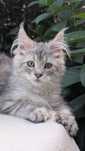 Kocurek klasyk wysokosrebrzysty Maine Coon. Zapraszamy