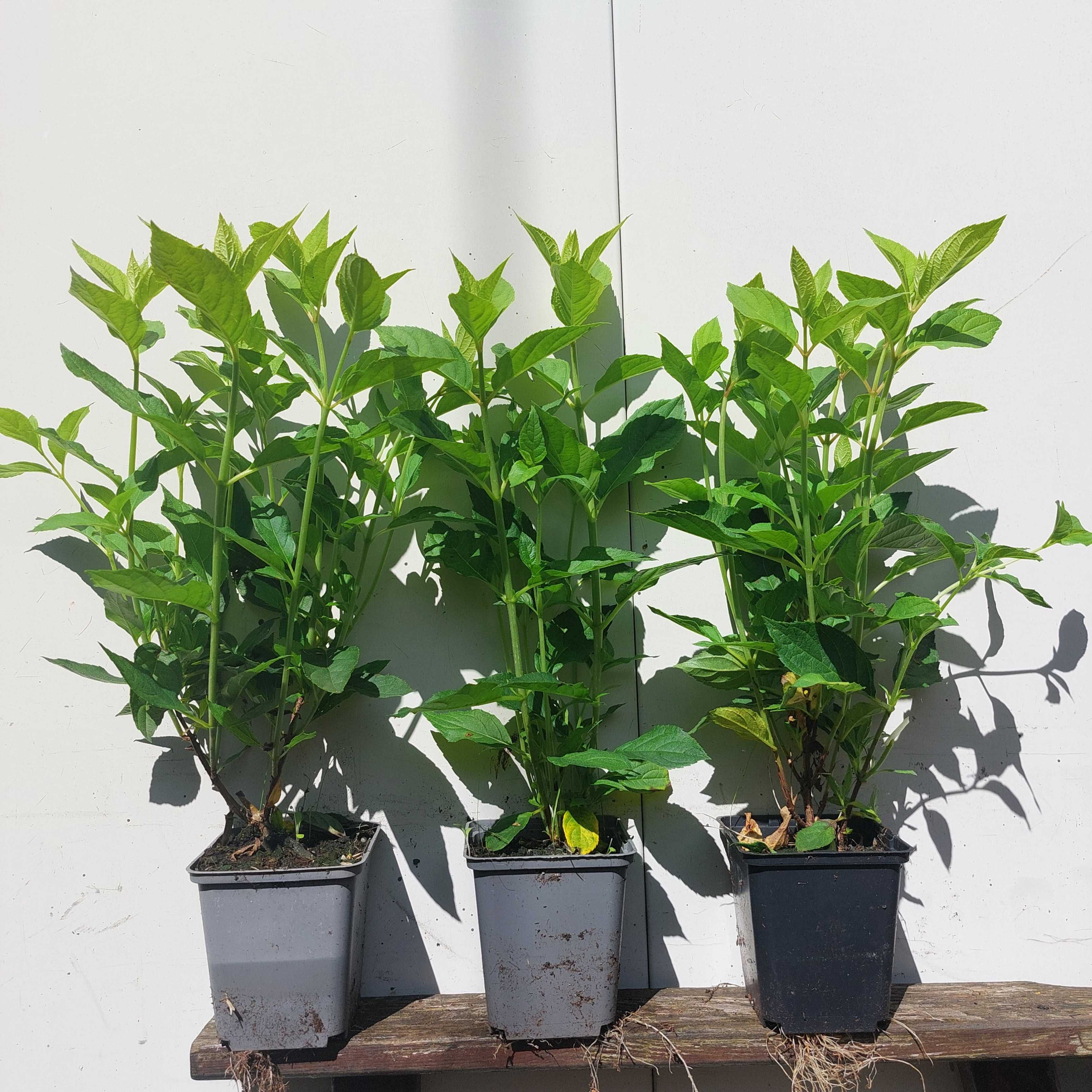 Hortensja (bukietowa) doniczka 0,5l 15-35cm