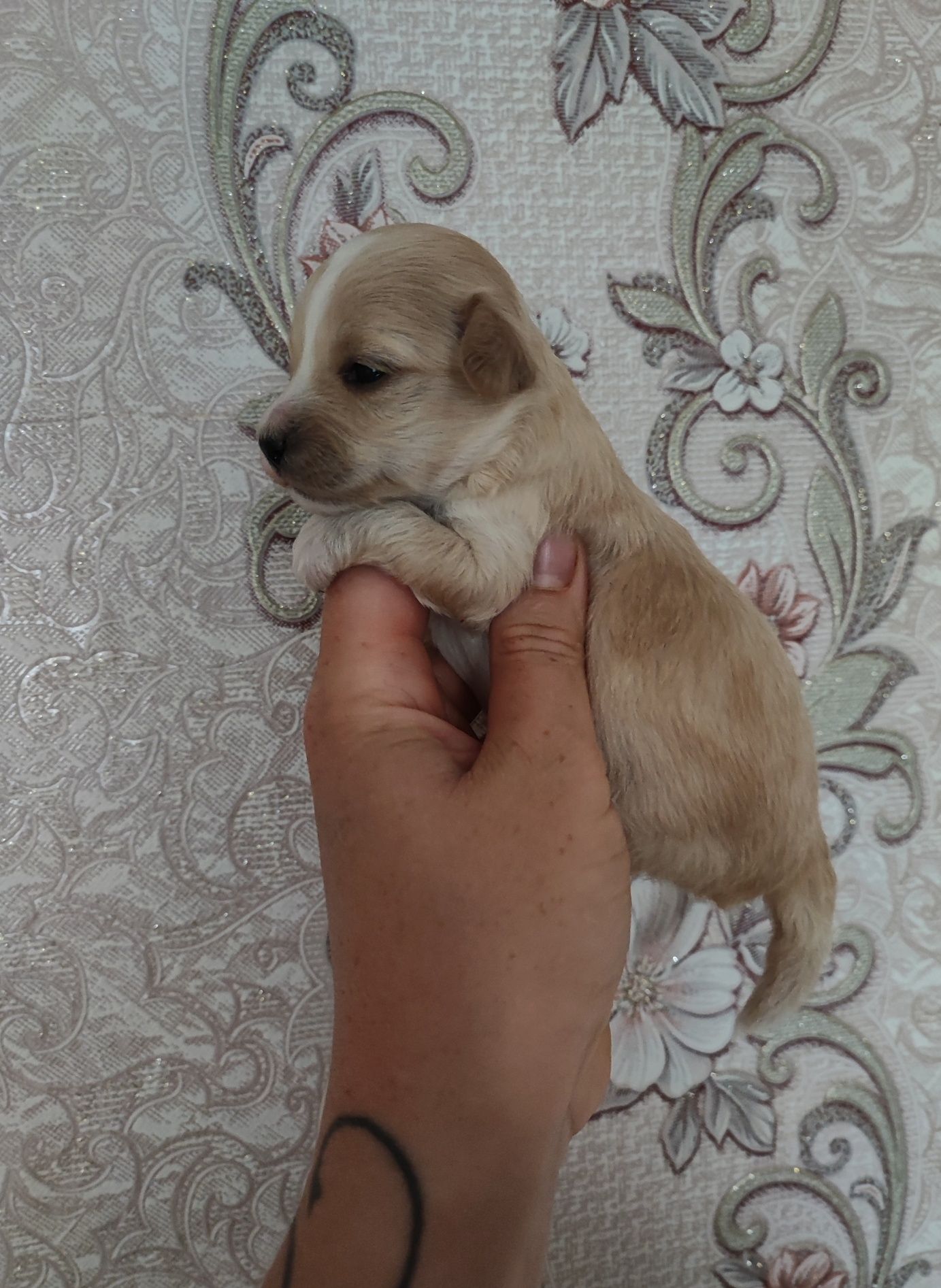 Maltipoo suczka  do rezerwacji