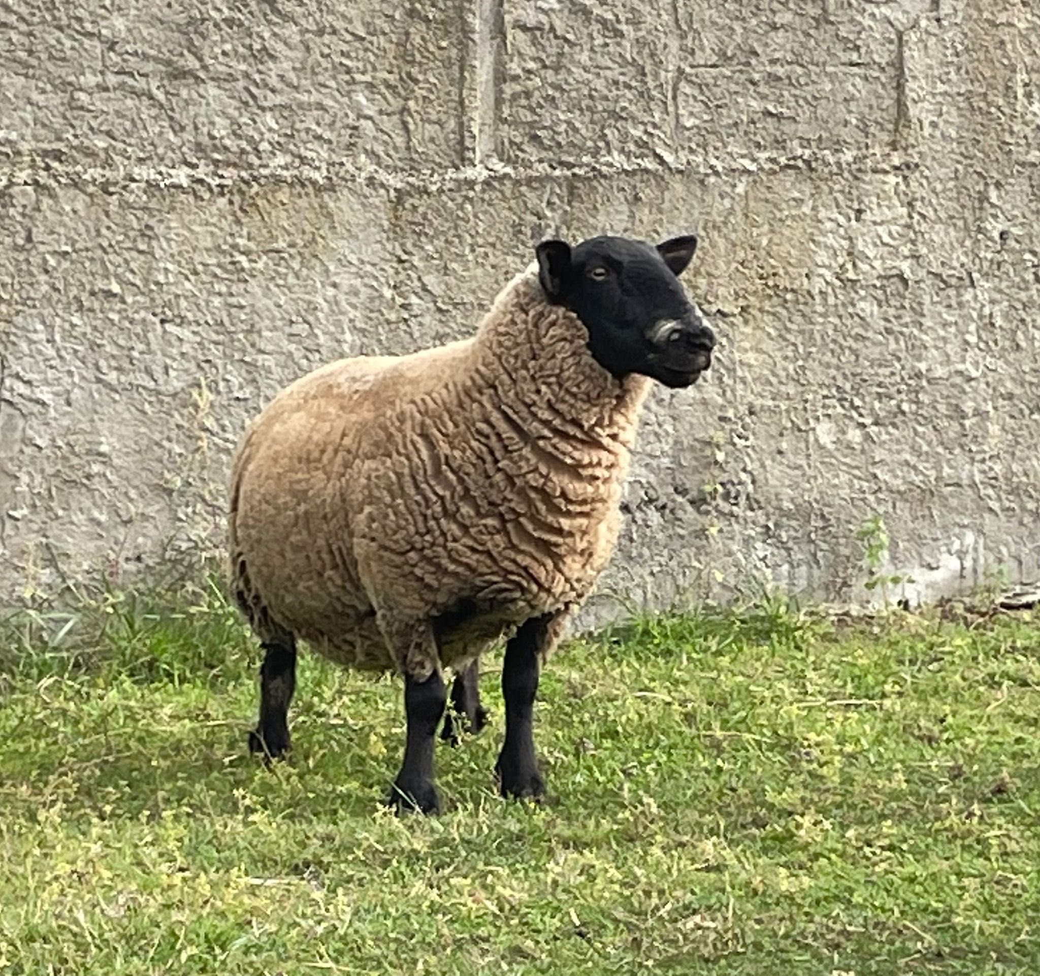 Vendo Ovelhas Suffolk