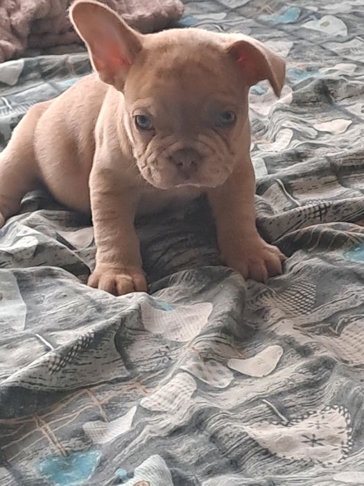 Szczeniak buldog francuski