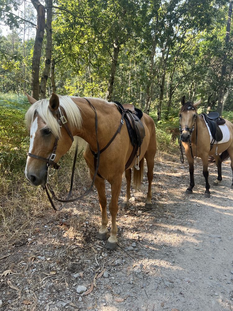 Passeios cavalo pela serra Canelas