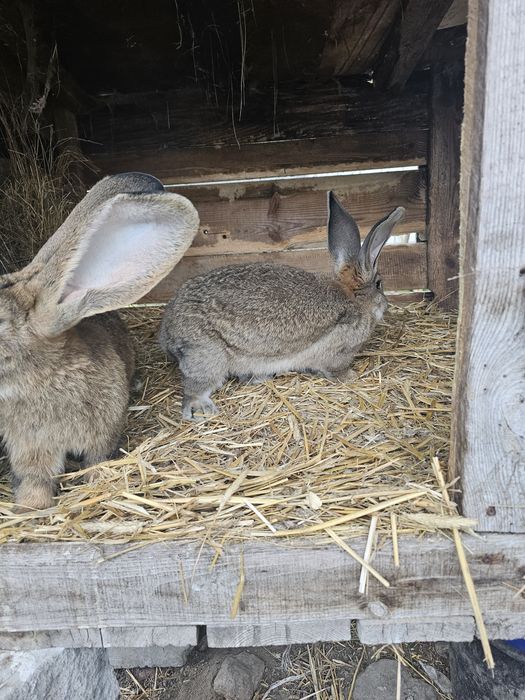 2 samce belgi po ojcu bosie