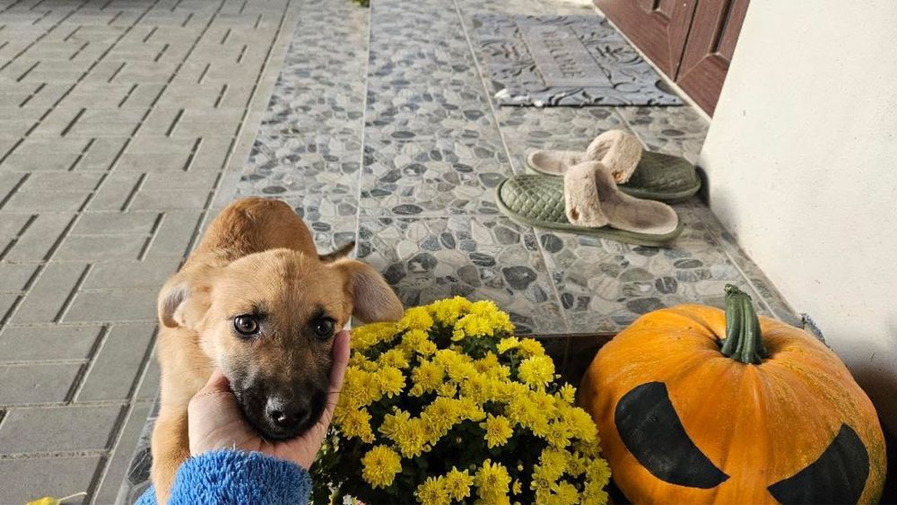 Цуценя шукає дім