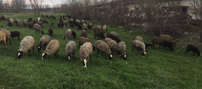 Вівці барани