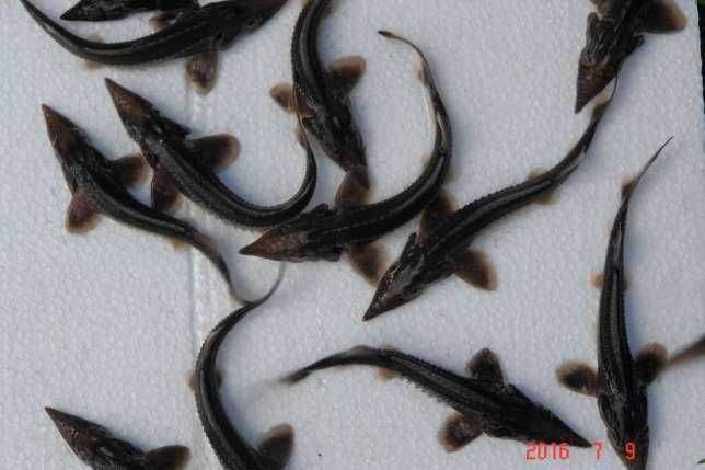 narybek lina lin 6-7cm do zarybienia staw